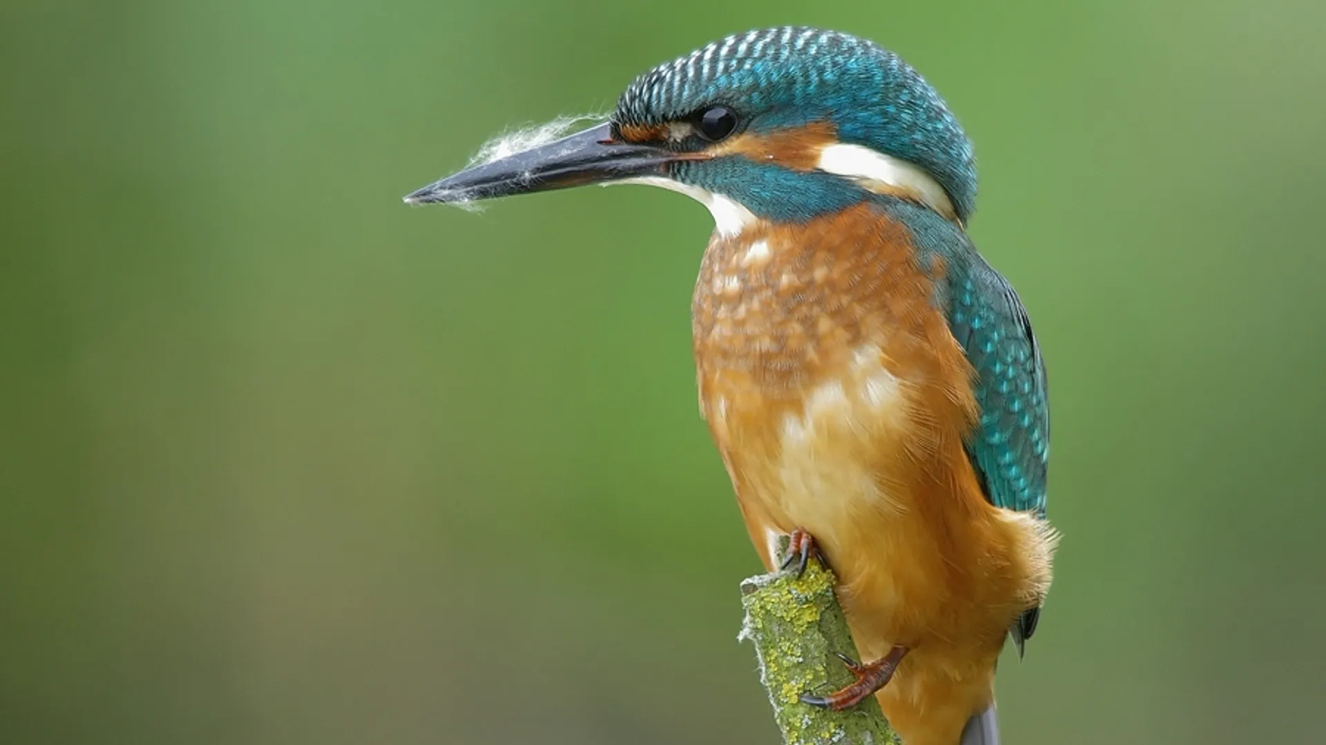 ijsvogel_29.jpg