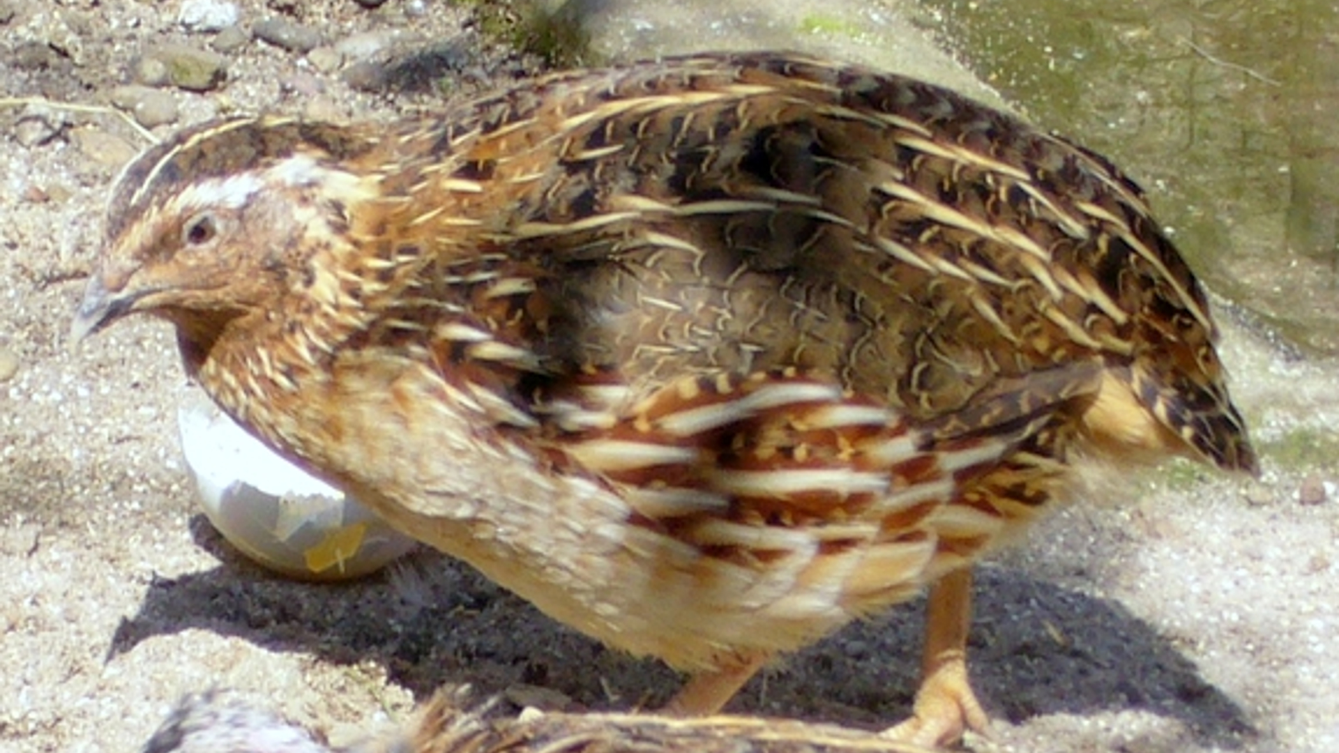 Wachtel_in_Haltung_clipped_01.jpg