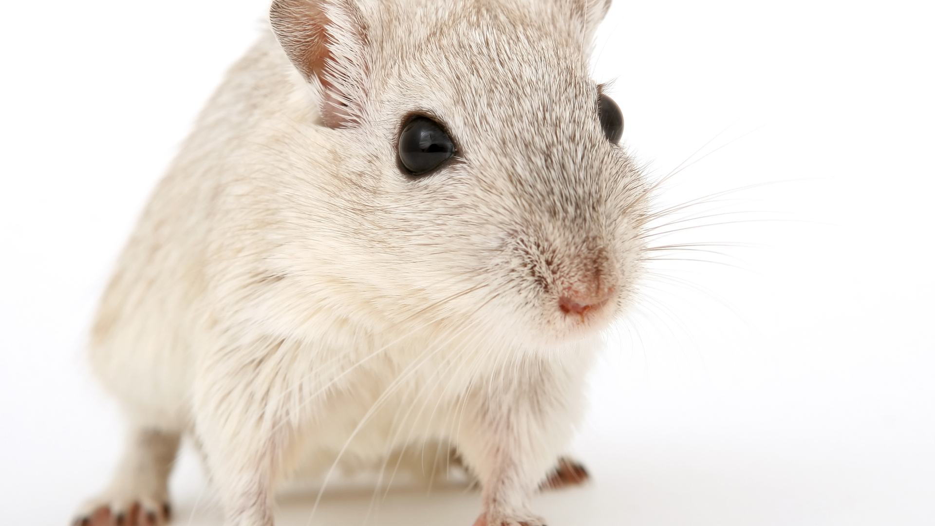 gerbil.jpg