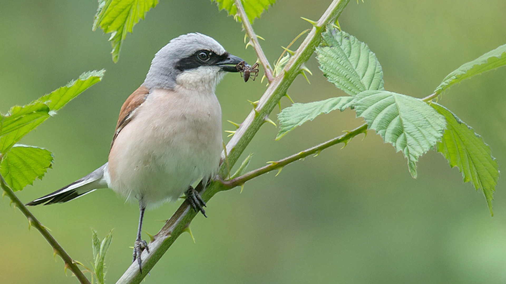 grauwe klawier met spin Hillebrand Keun