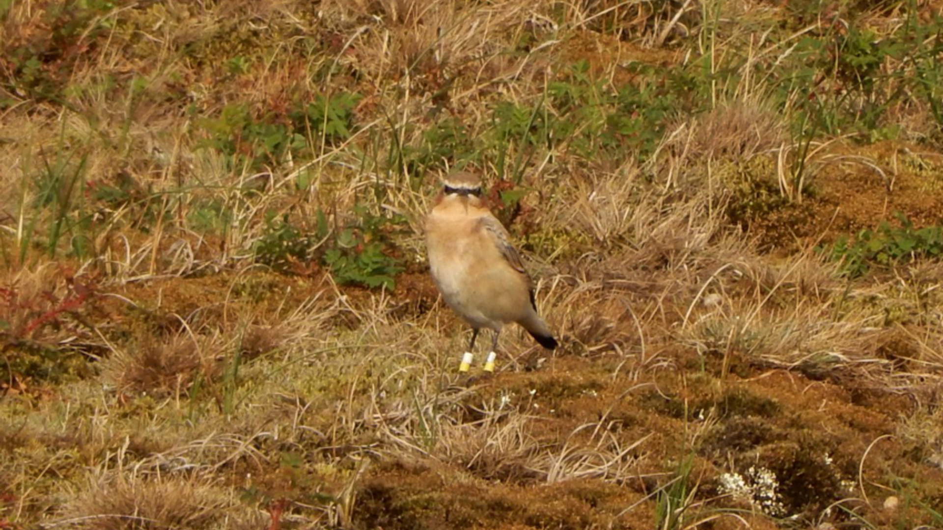 Tapuit in Noordduinen