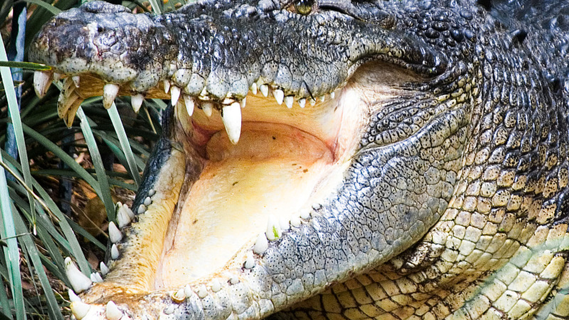 krokodil_21.jpg