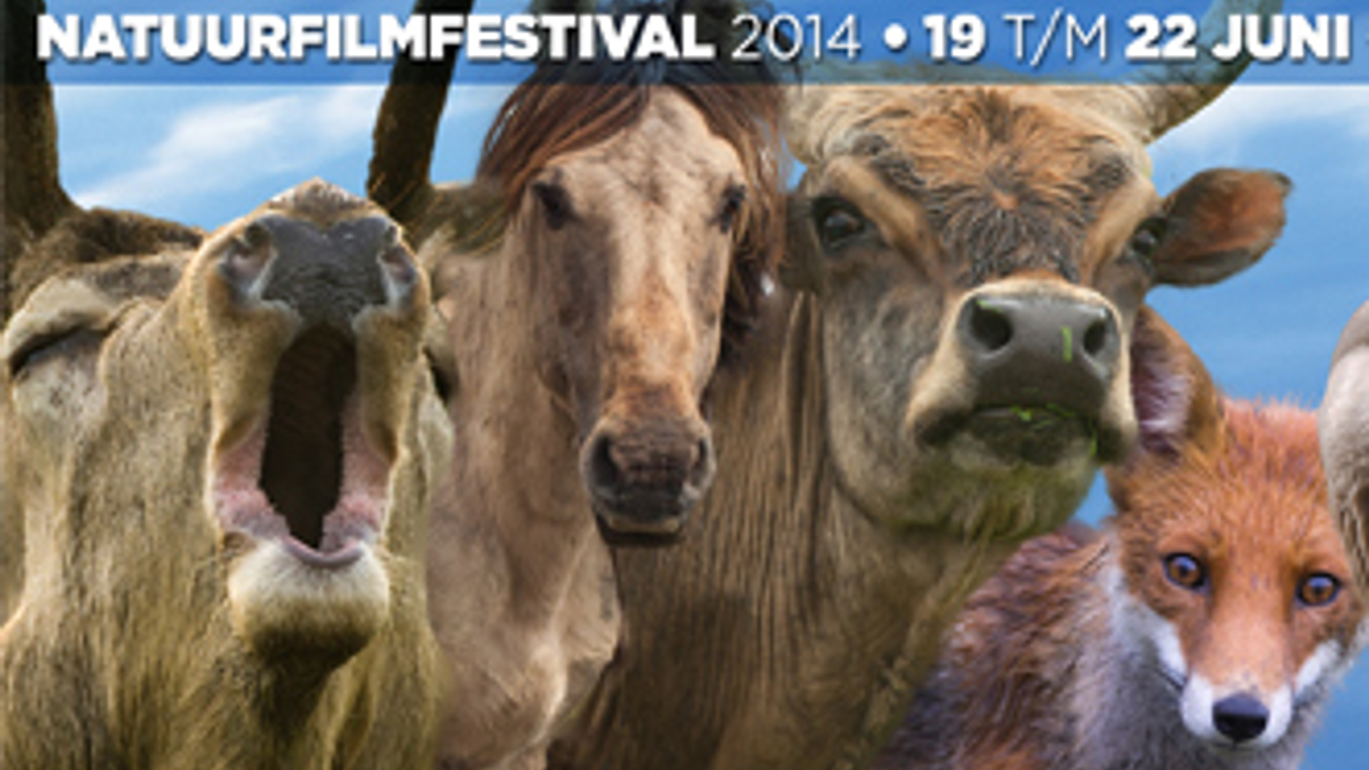 filmfestival.jpg
