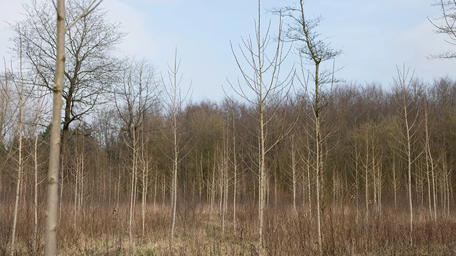 Shell_SBB---Jonge-aanplant-v1-@Alieke-Datema