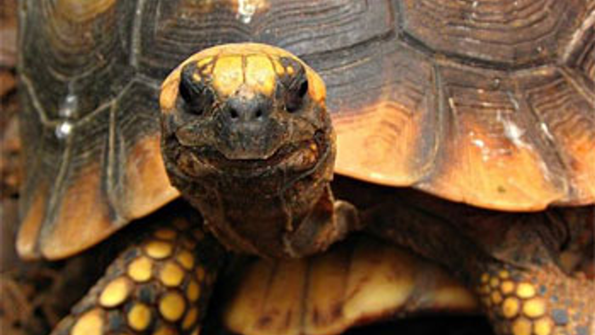 Schildpad.jpg