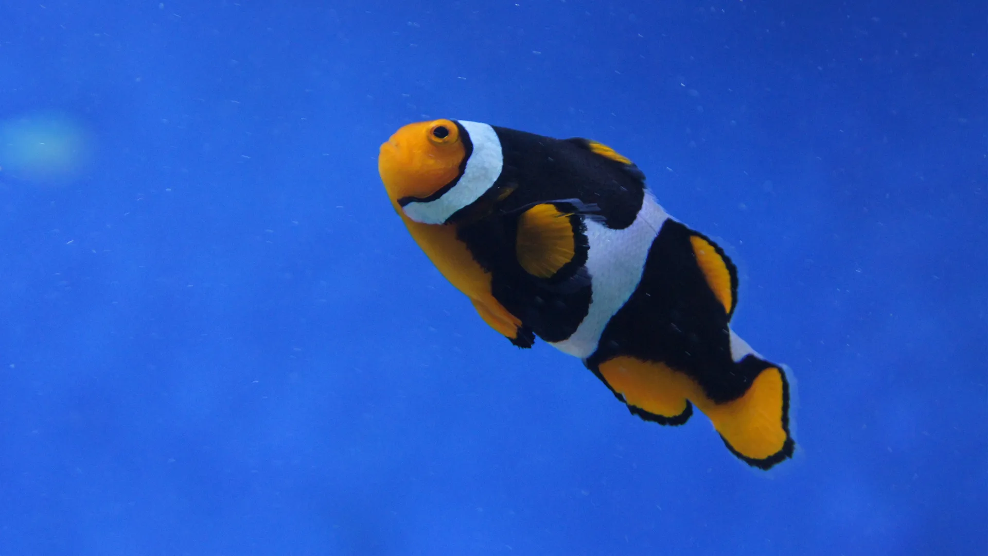 clownfish.jpg