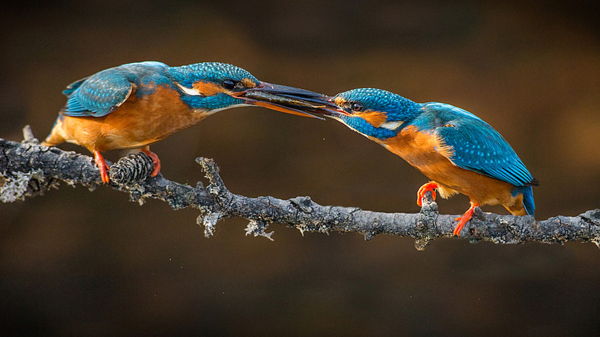 ijsvogels_11.jpg