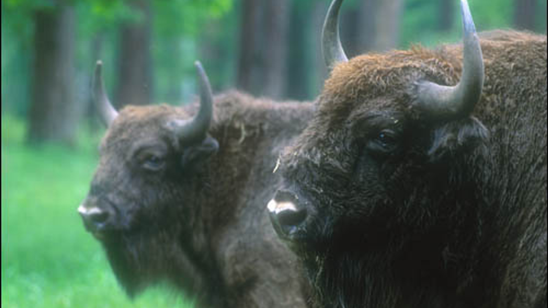 wisent-C_2koppen.jpg