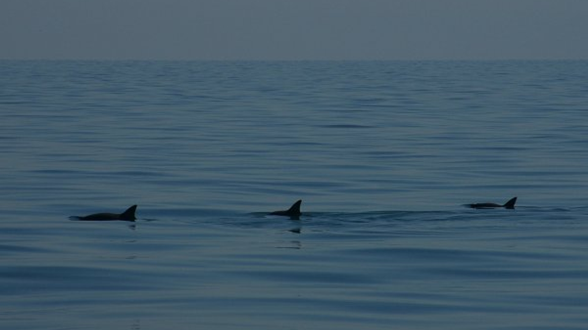 Californische bruinvis. Bron: WNF Mexico. Alleen bij artikel WNF