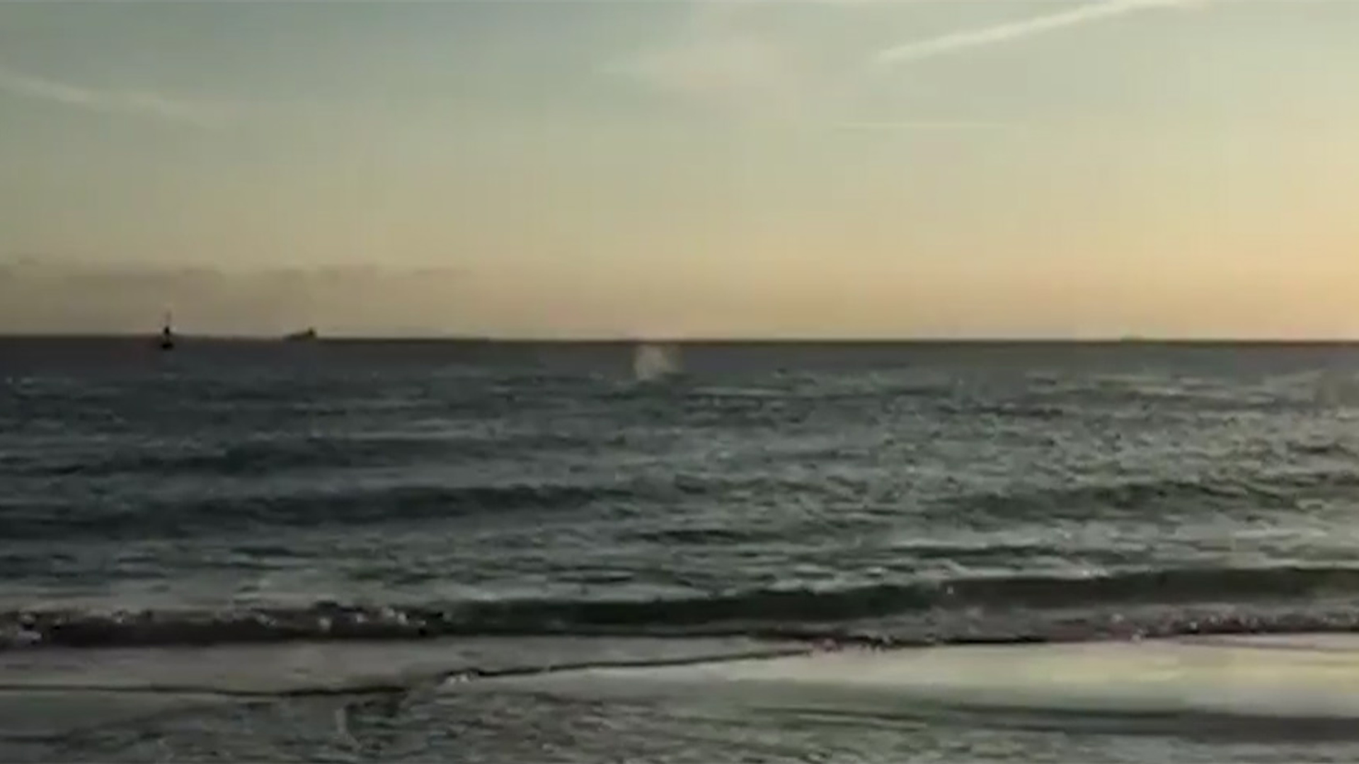 Still Groenlandse walvis