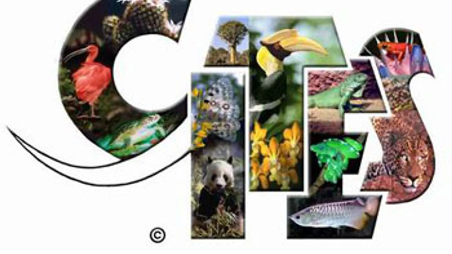 Cites_logo.jpeg