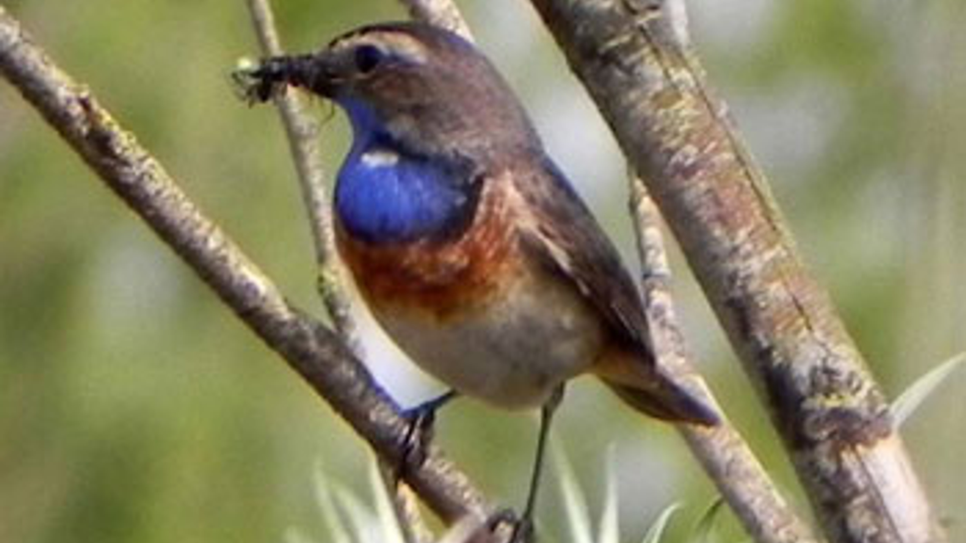 blauwborstje.jpg