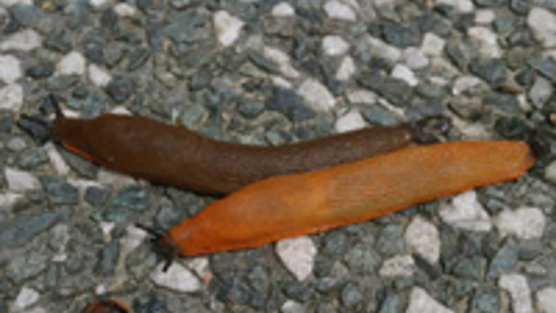 naaktslak.jpg
