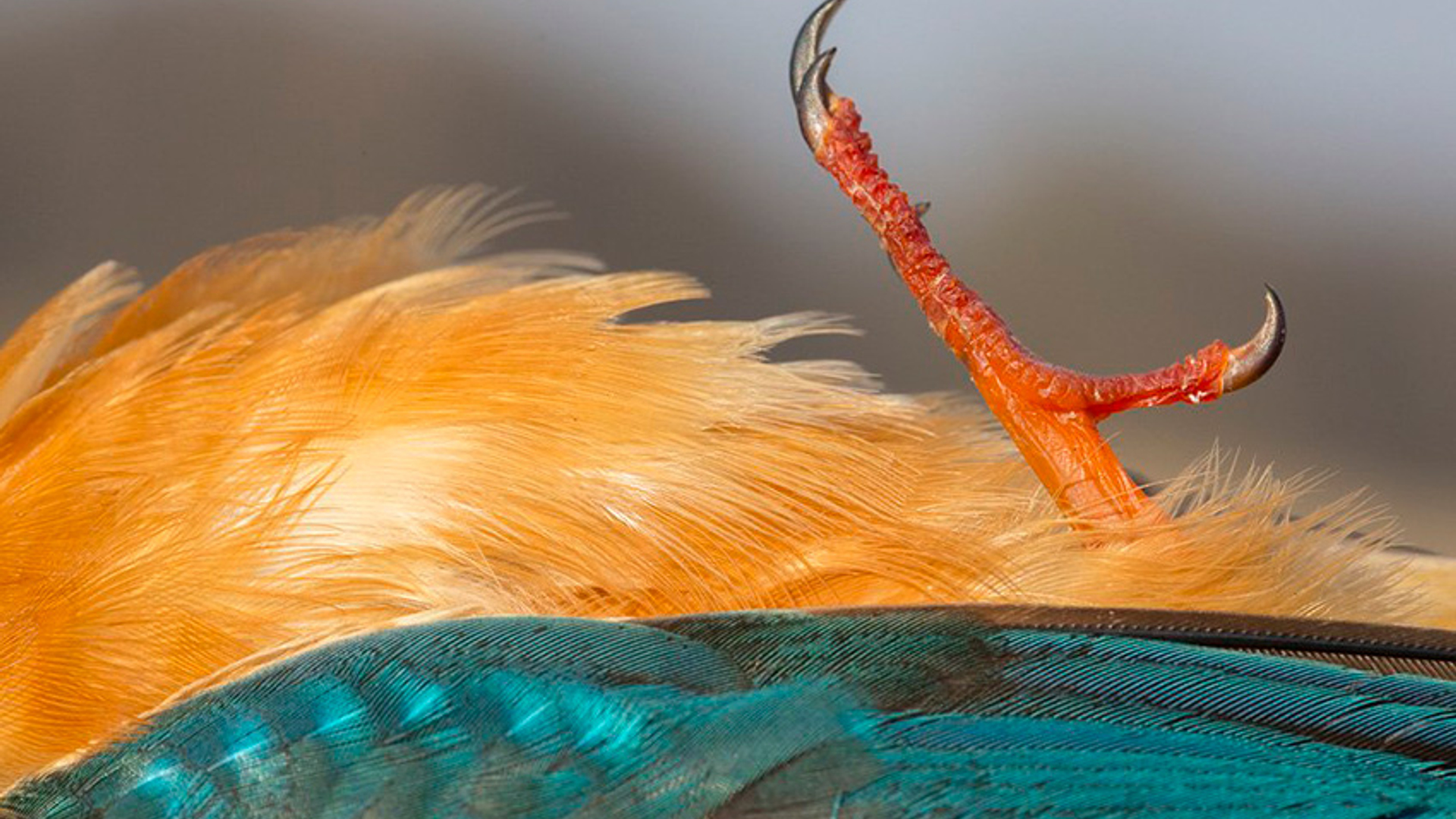 Dode ijsvogel 2