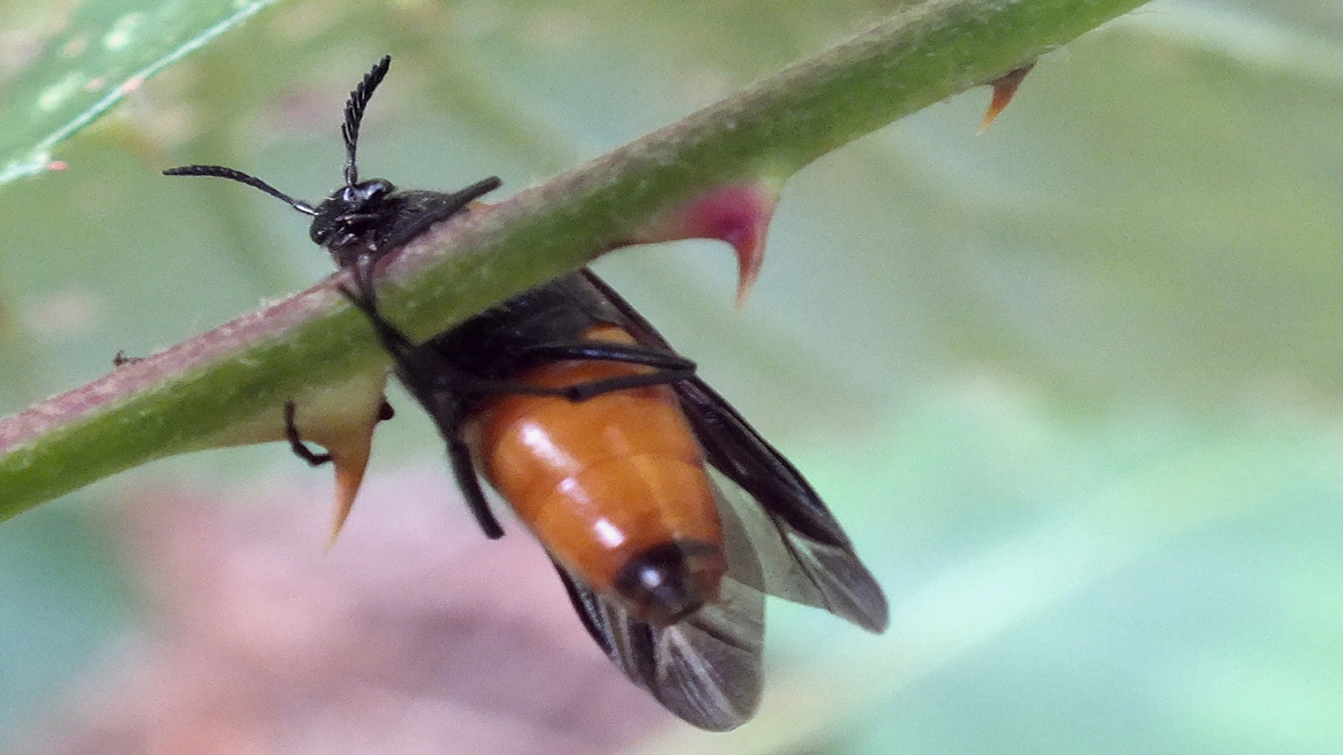 Waaierkever (Metoecus paradoxus)