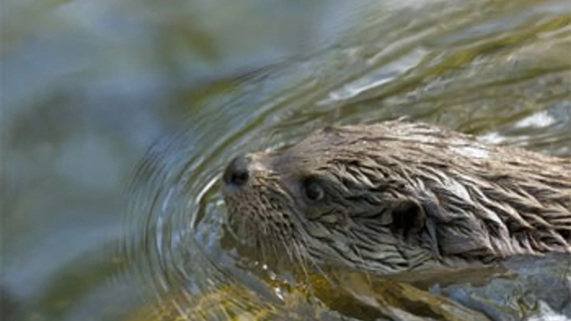 otter_10.jpg