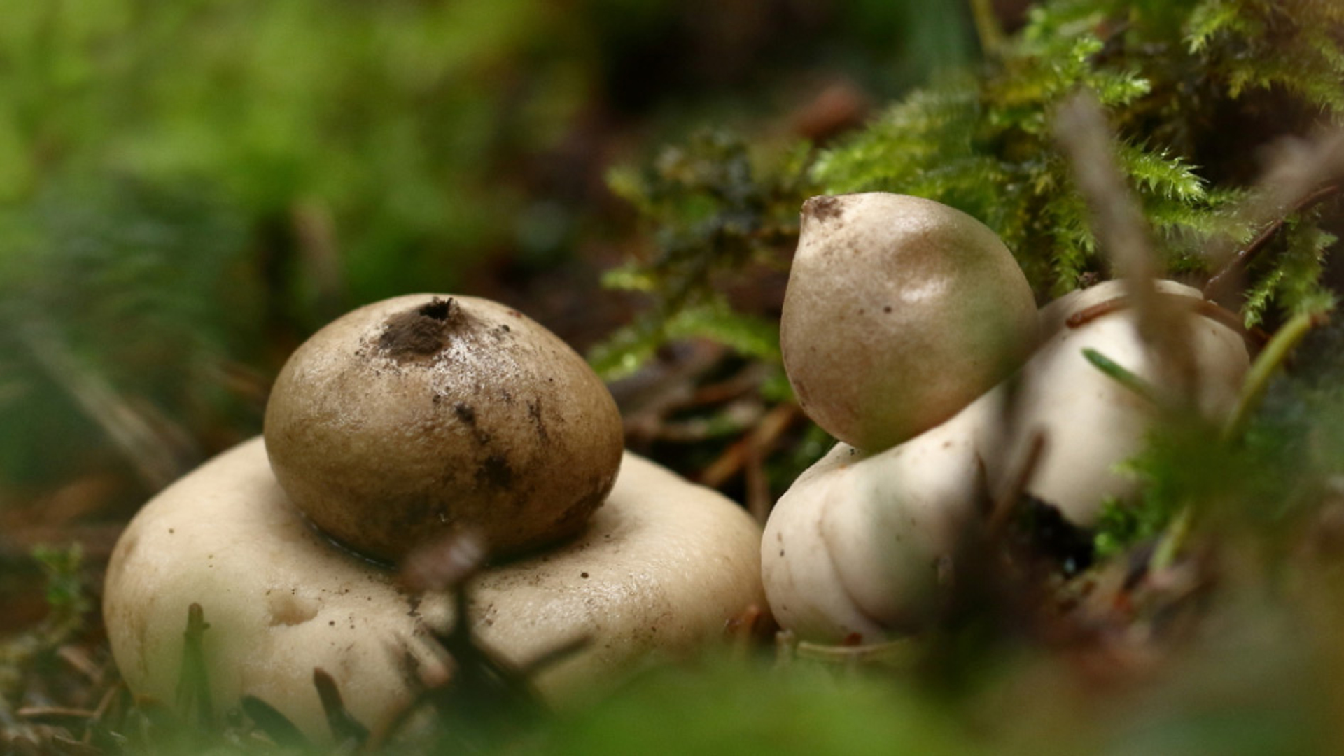 gekraagde-aardster_6547a7139416b_medium