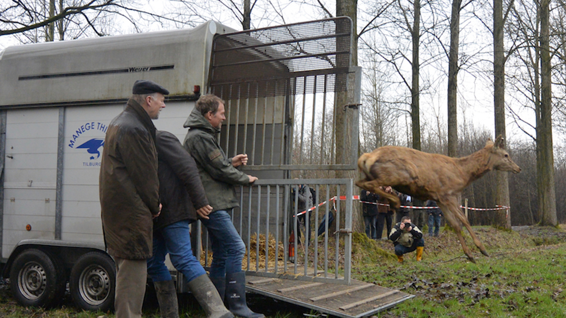 Vrijlating edelherten - Fotograaf Rob Buiter