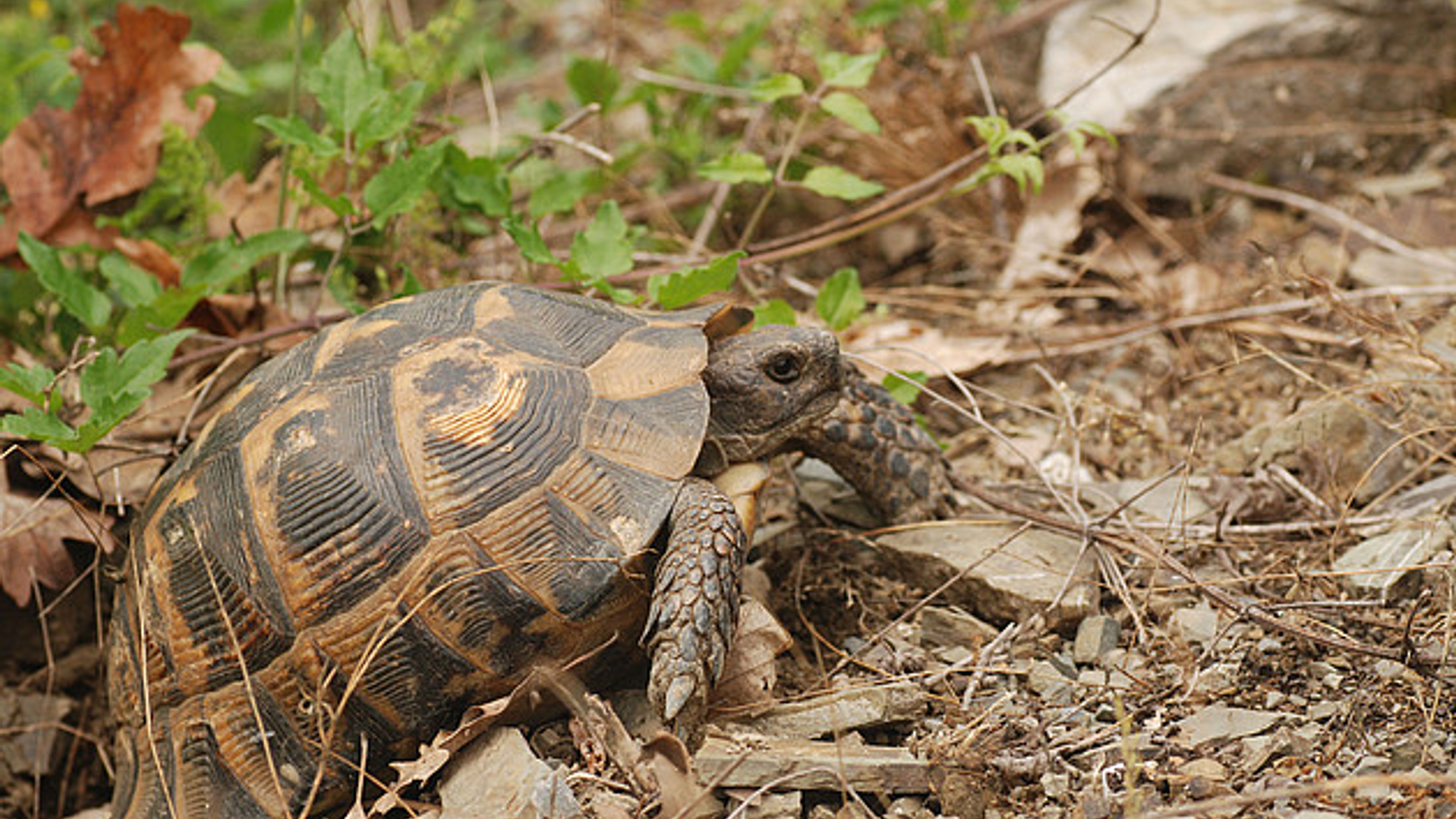 landschildpad_bonteklepper.jpg