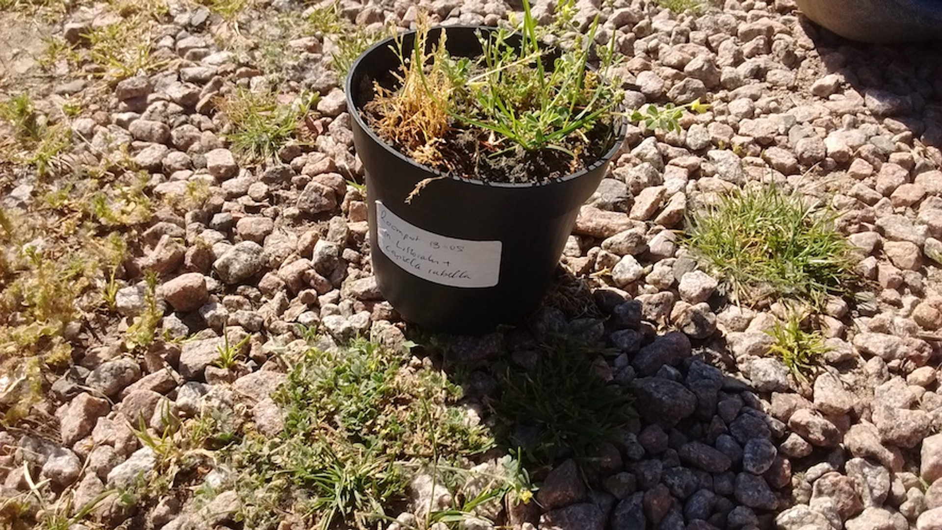 Strandrupsklaver: nieuwe 'camping' plantensoort