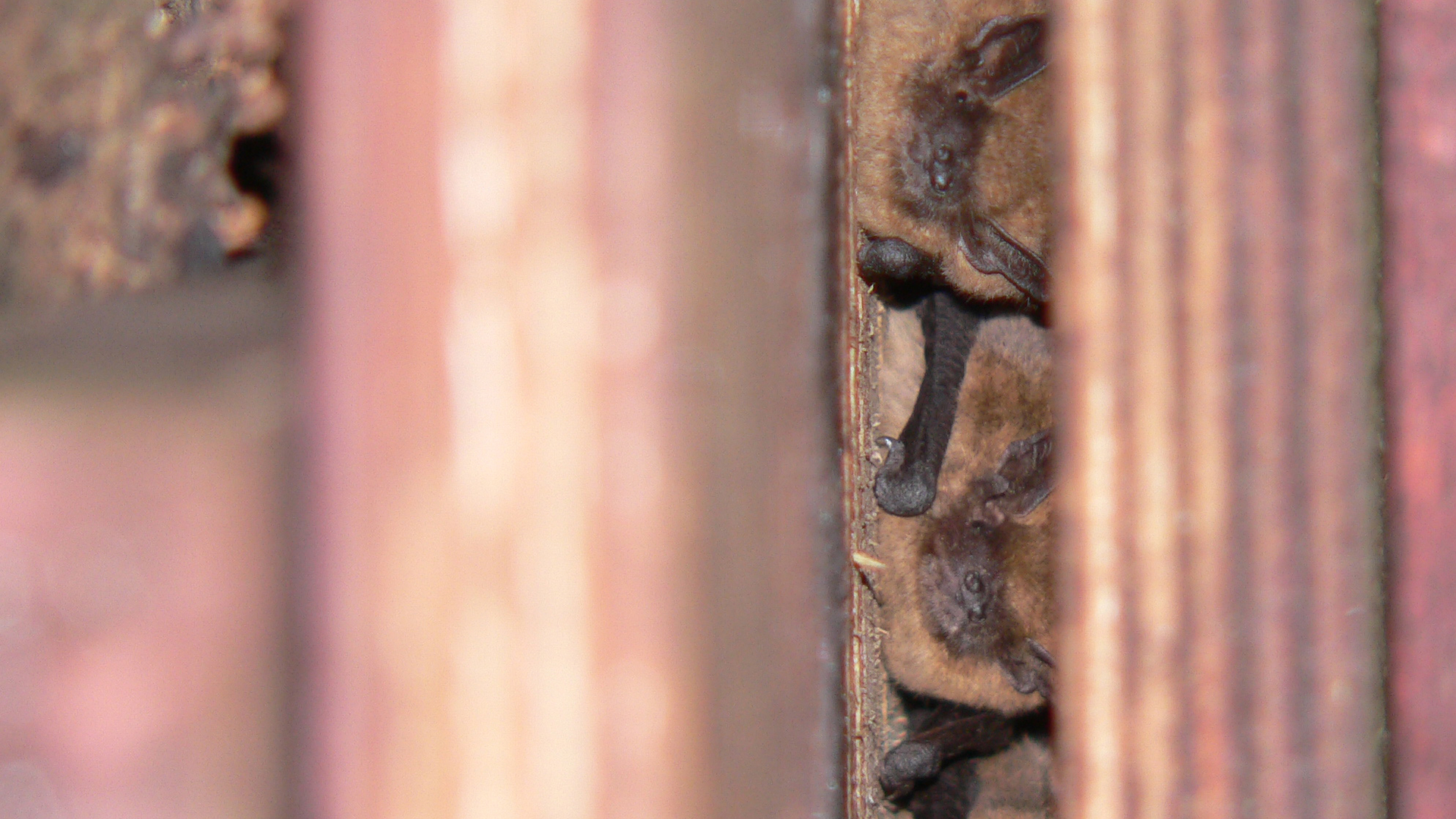 gewone-dwergvleermuizen-in-_01.jpg