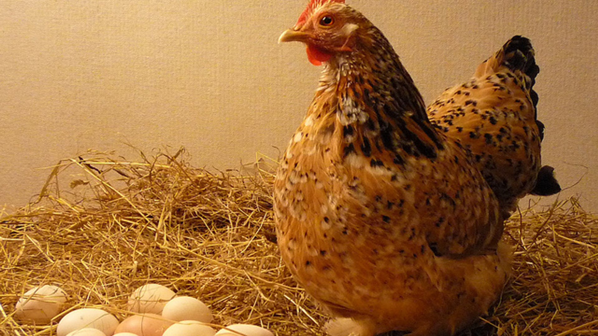 scharrelkip_Oregon_Department_of_Agriculture.jpg