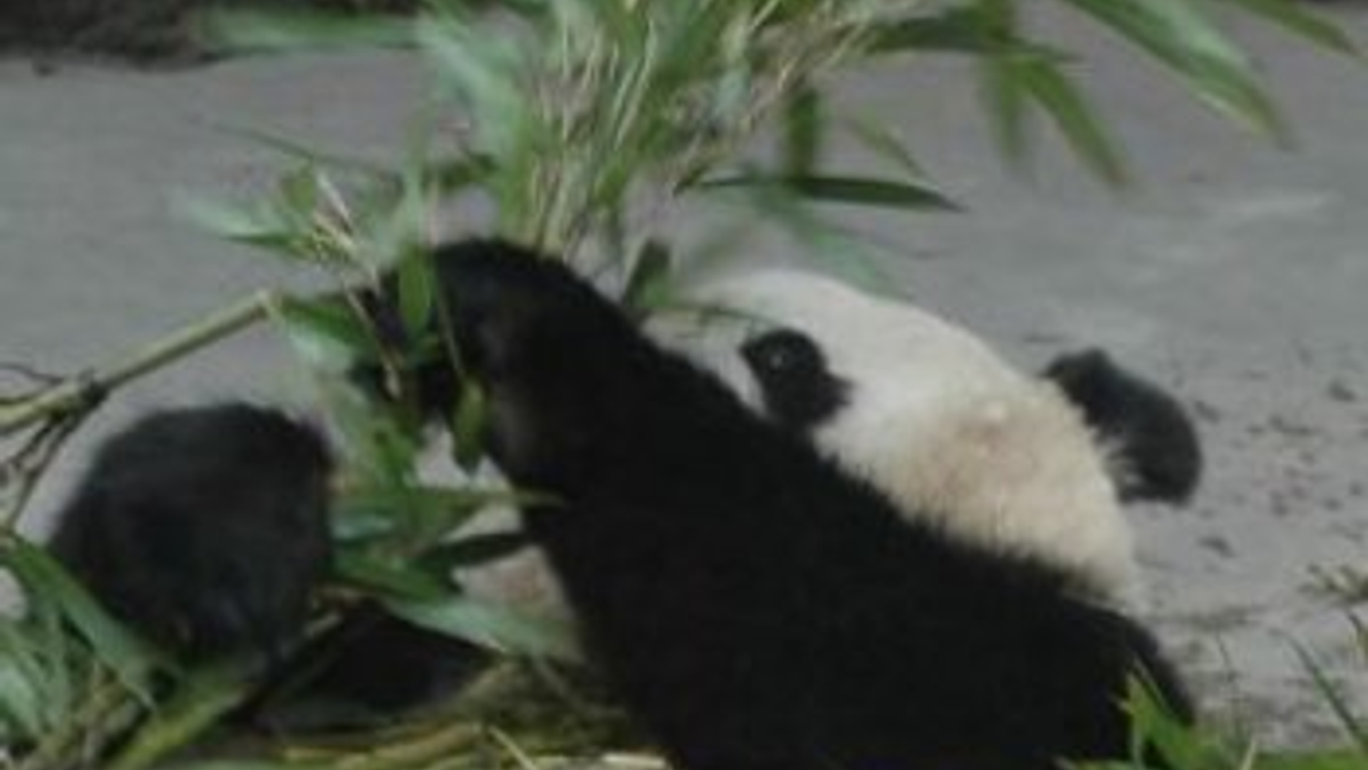 reuzenpanda.jpg