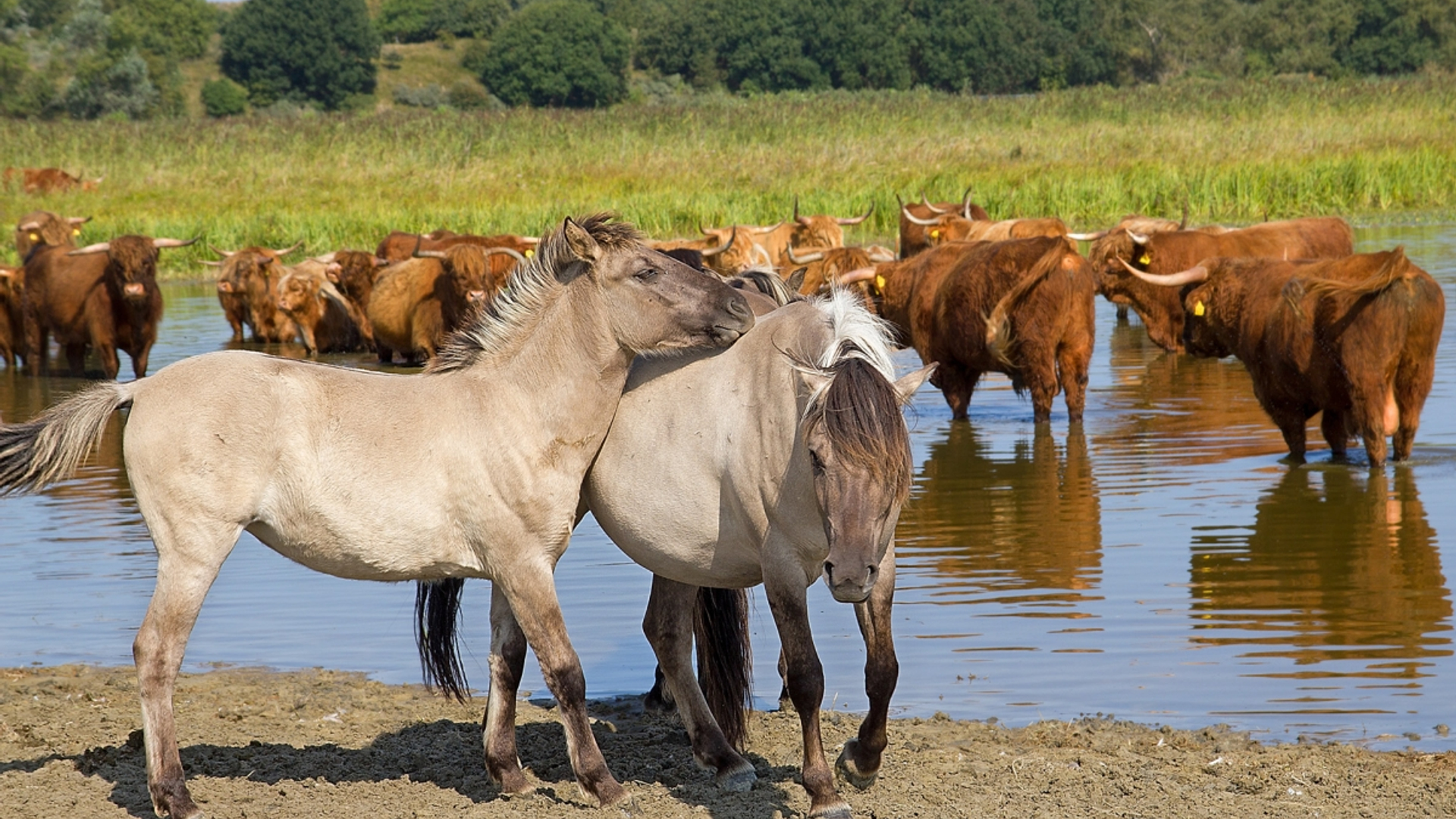 Hooglanders en koniks hebben het warm