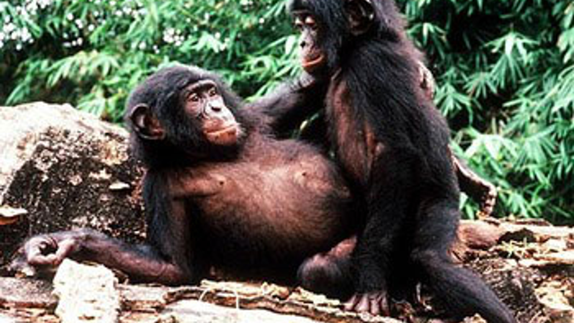 bonobo_missionaires_01.jpg