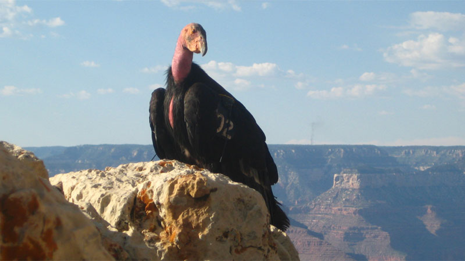 condor_01.jpg