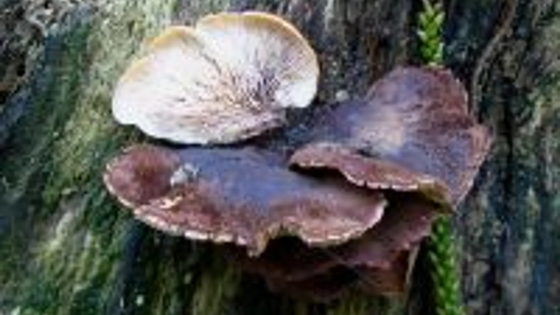 thumbnail_lentinellus_ursinus_a.jpg