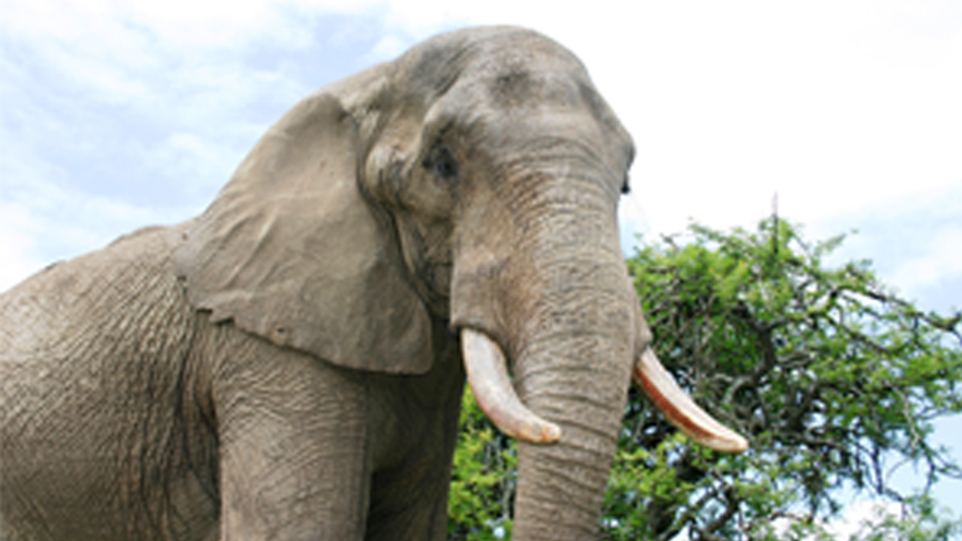 Olifant_sxchu.jpg