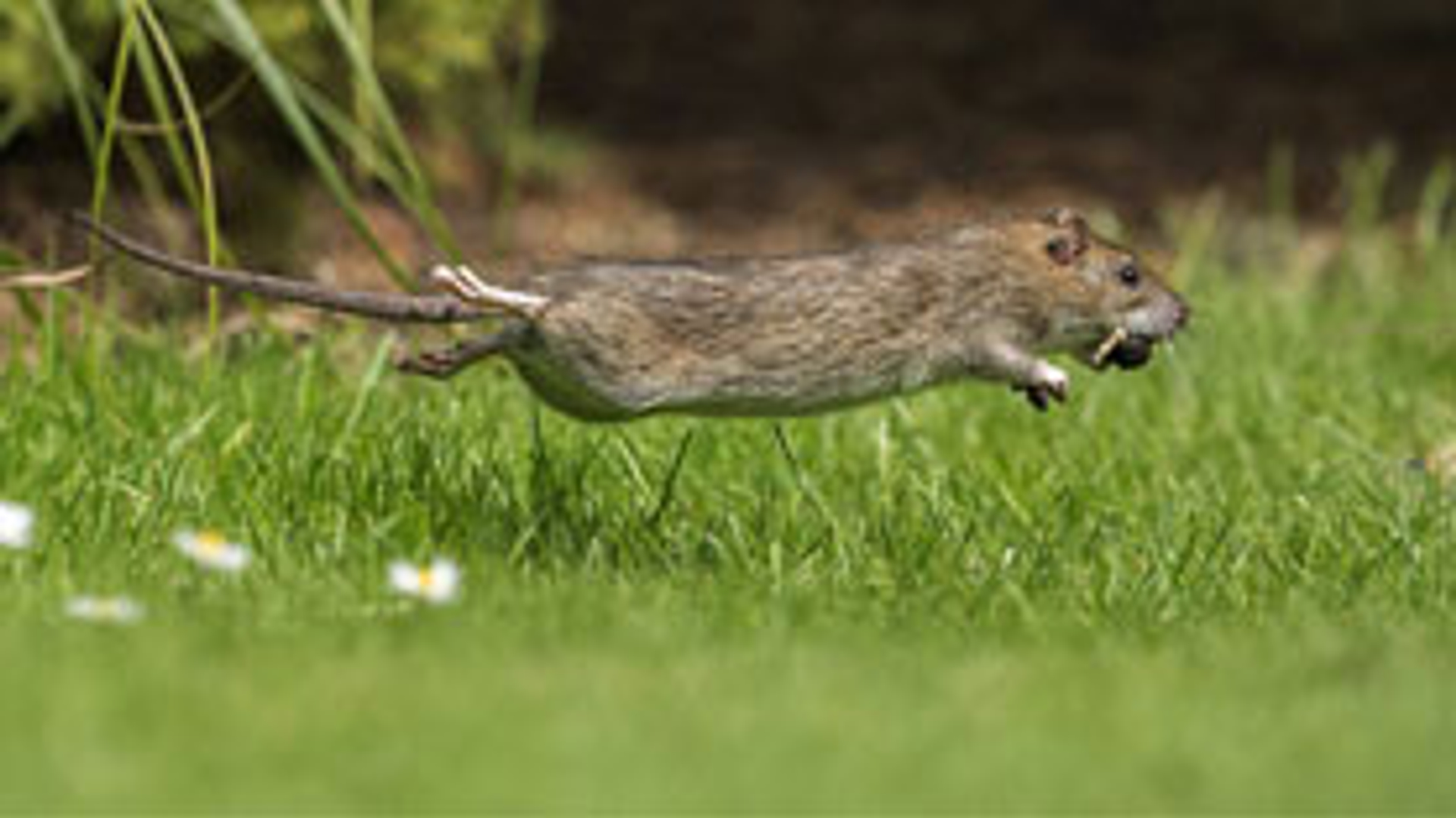 rat-nb