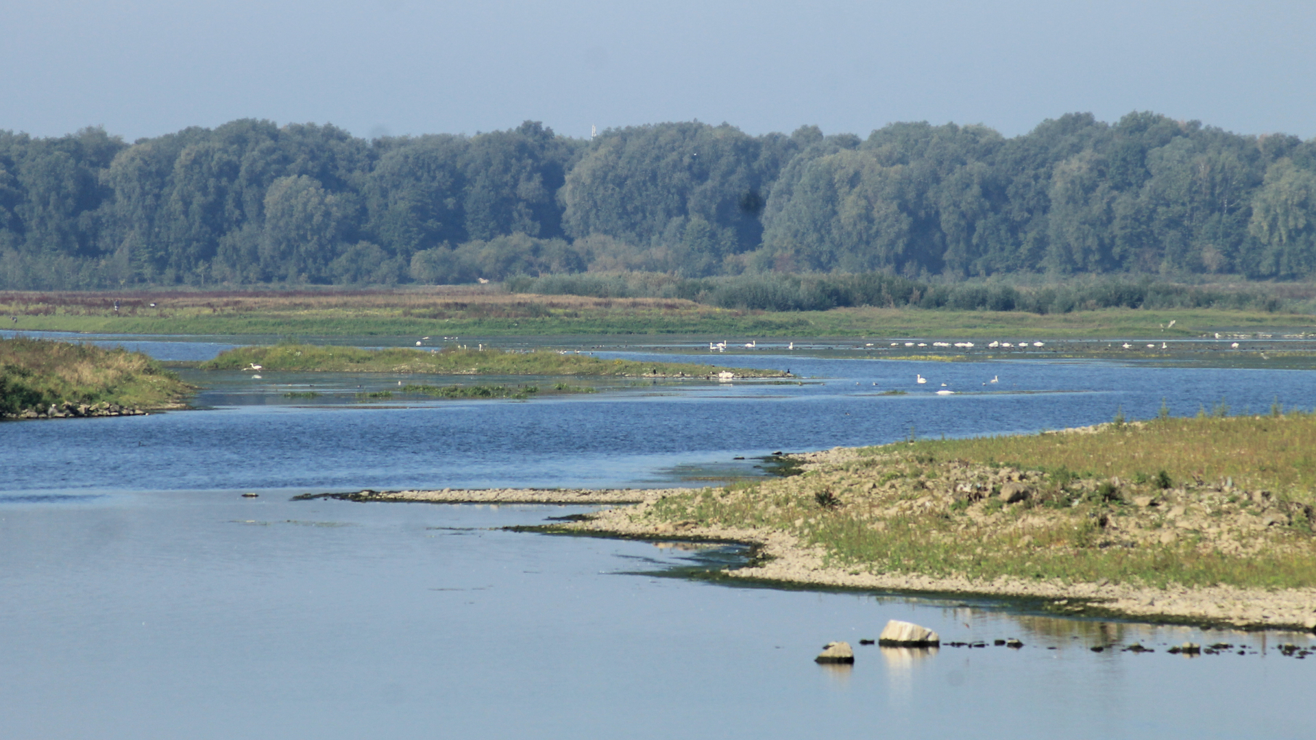 Maas foto Olaf Op den Kamp