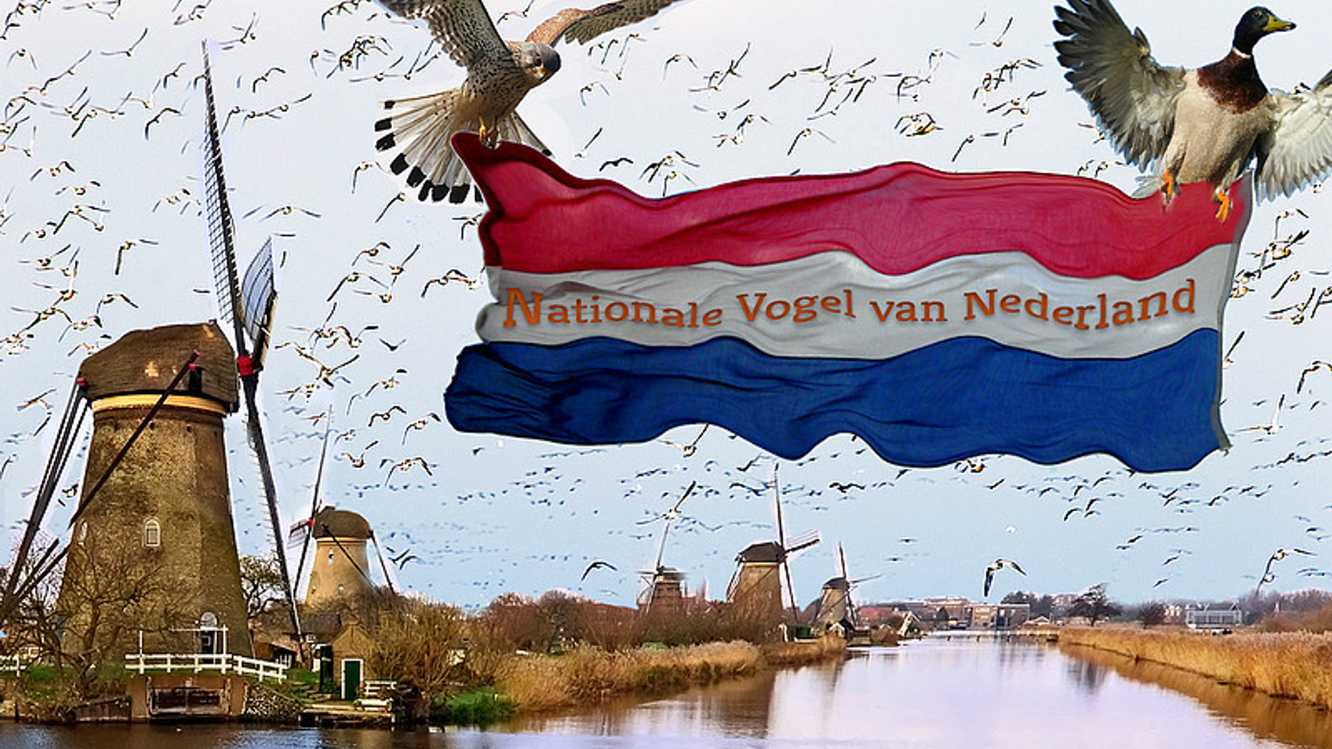 nationale_vogel_logo.jpg