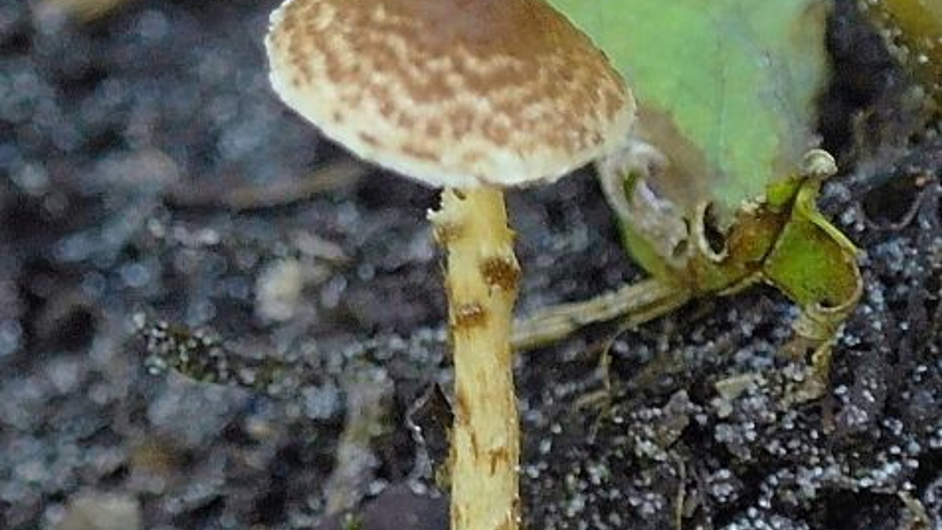 viltparasolzwamlepiota_tomentella--freek_van_loon_2.jpg
