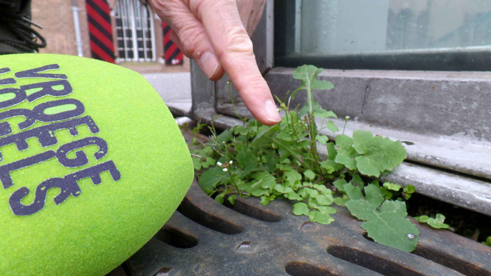 veldkers_plant_SAM_0212.jpg