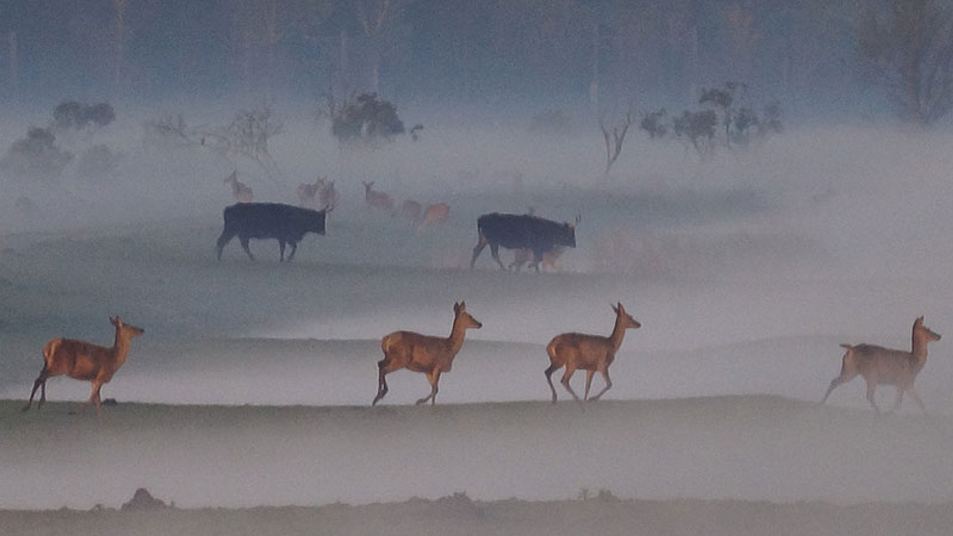 Grote grazers in de Oostvaardersplassen