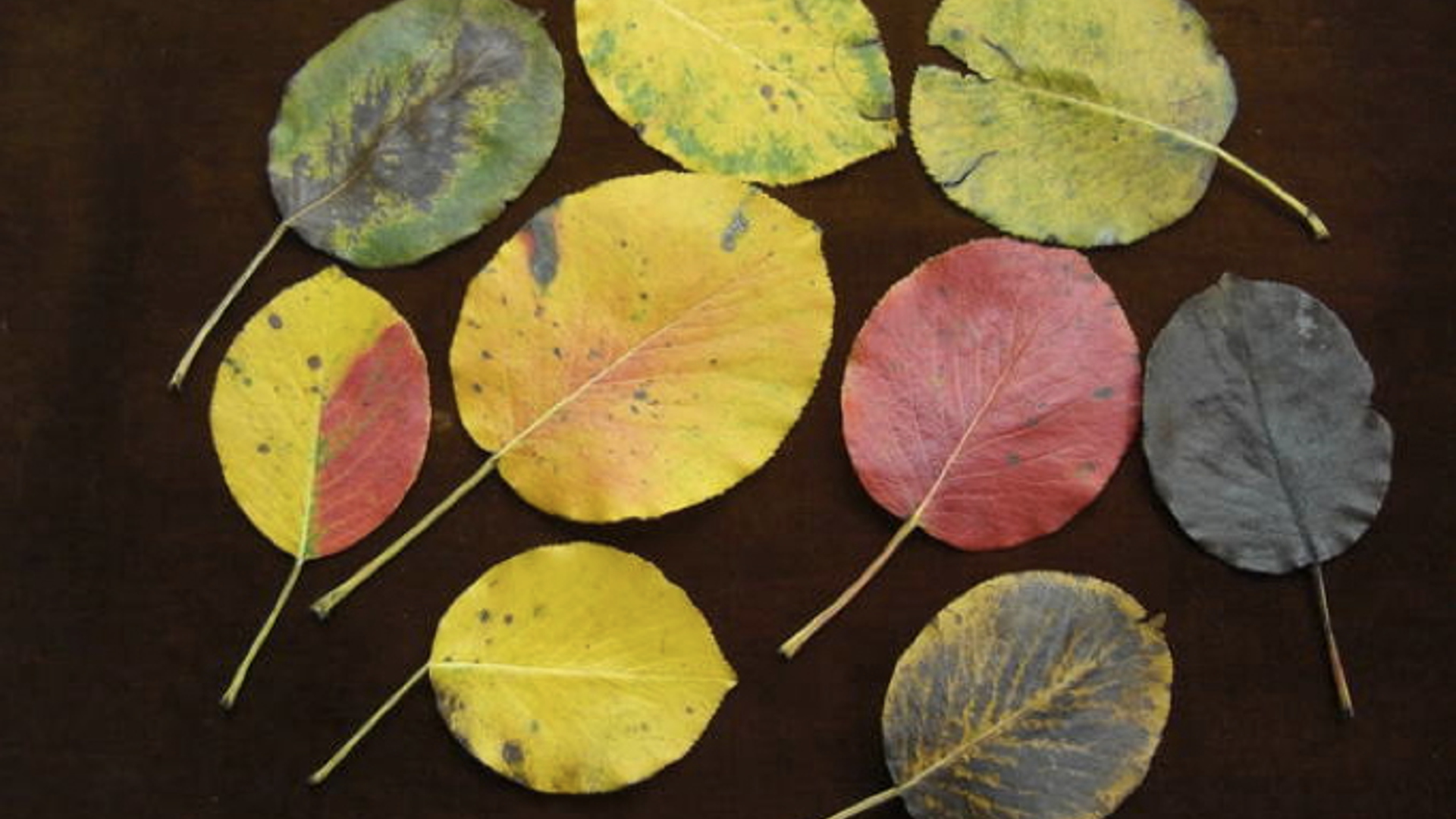 herfstblad.jpg