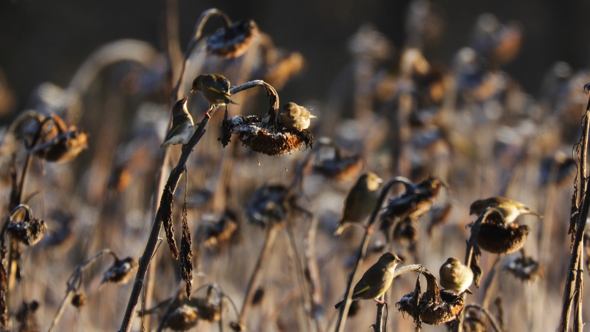 VroegeVogels#4_OudReemst.00_03_29_08.Still002