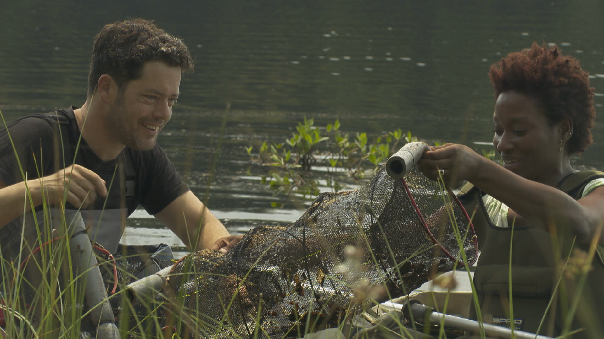 brede geelgerande kever goed