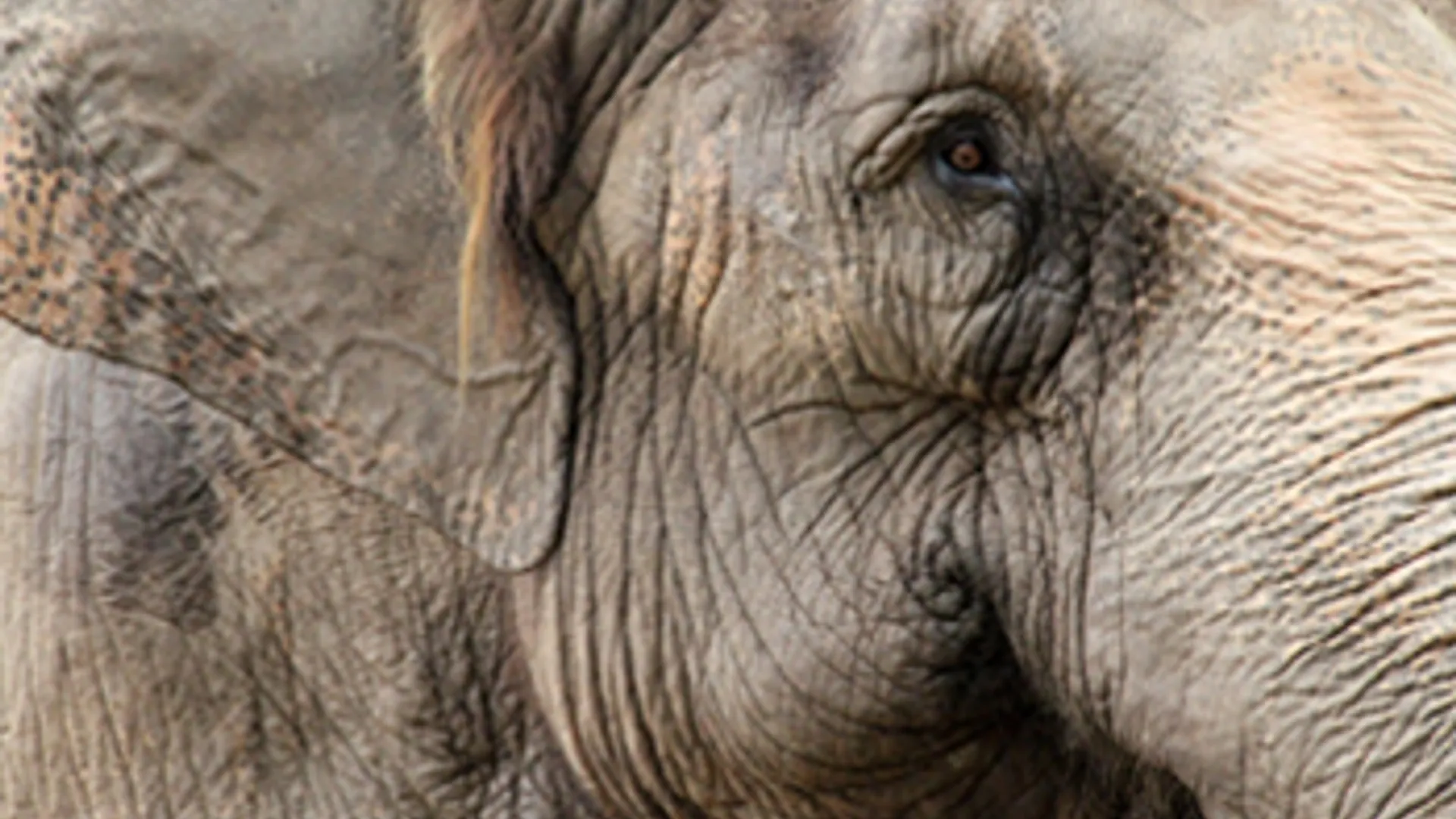 olifant_26.jpg