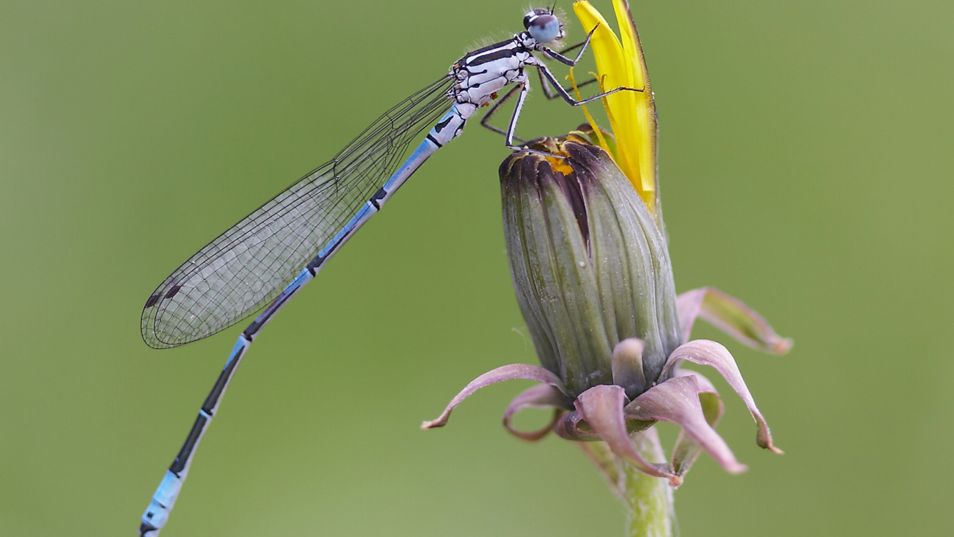 azuurwaterjuffer-Coenagrion_puella_IMG_23812-Brochard.jpg
