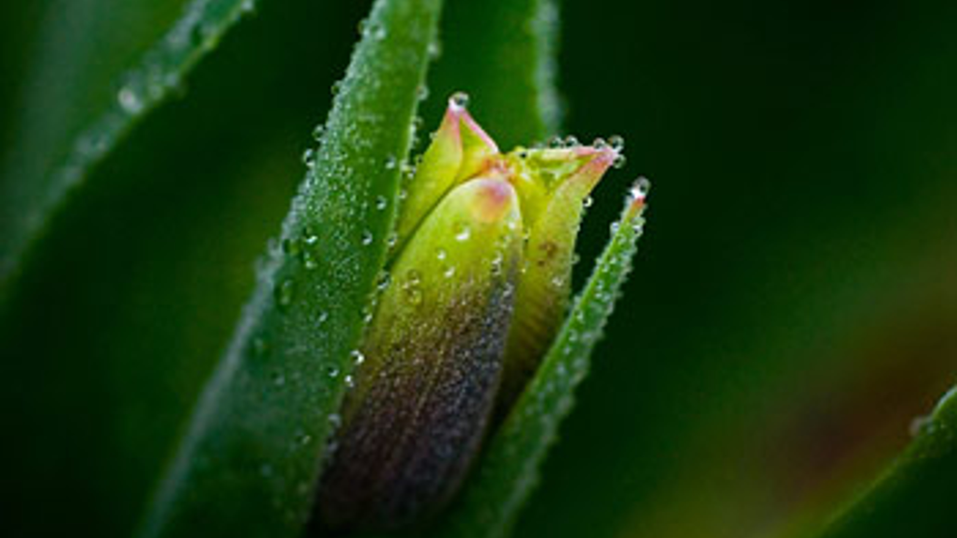 tulp_02.jpg