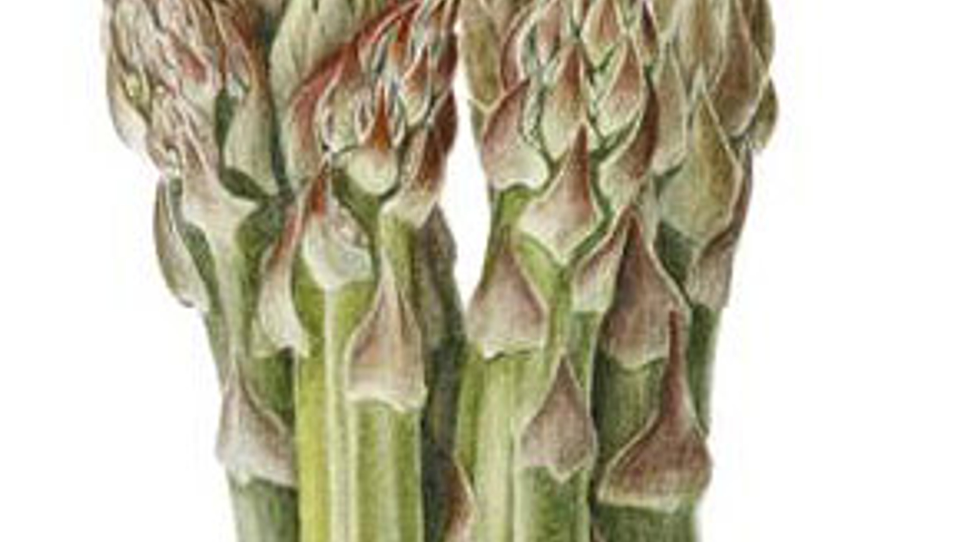 asperge_02.jpg