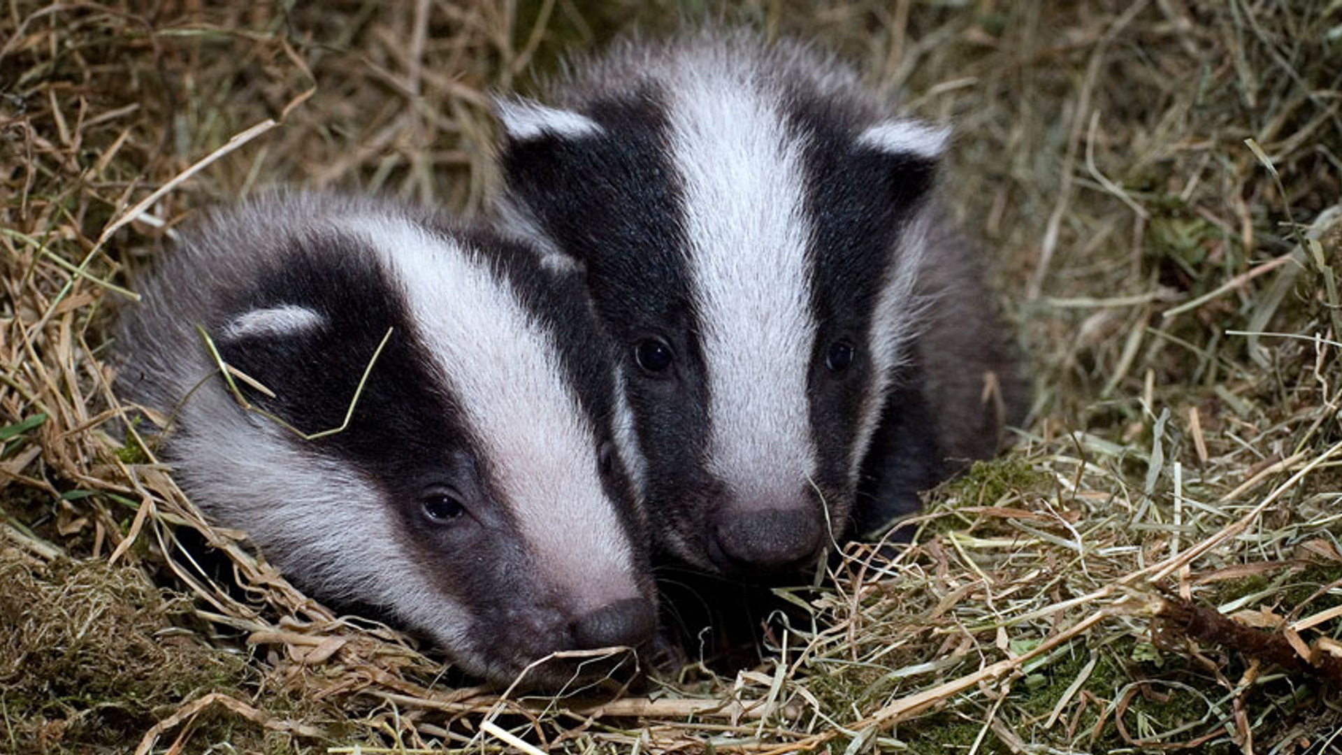 Verweesde-dasjes-Bron-Das-en-Boom