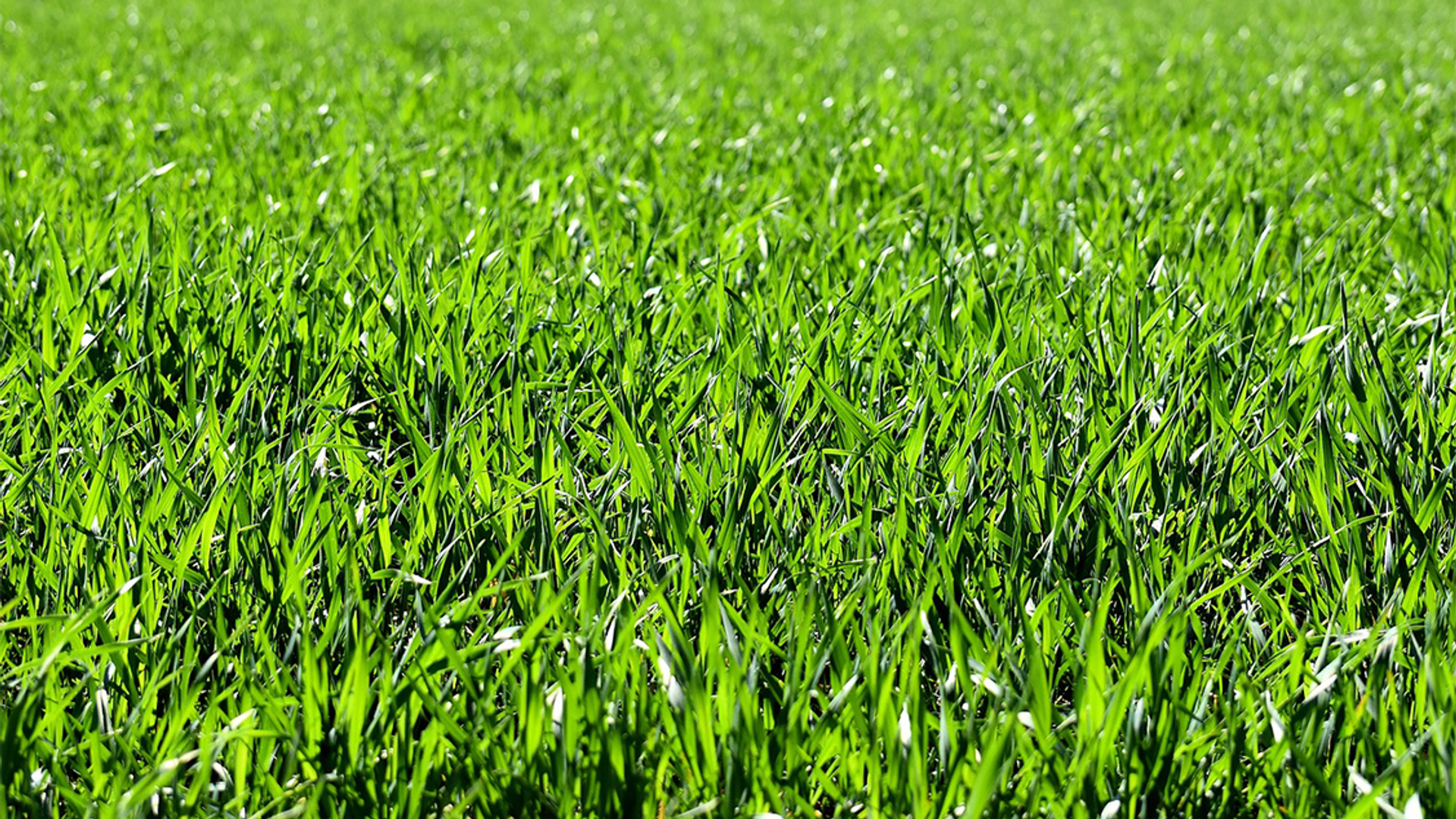 gras