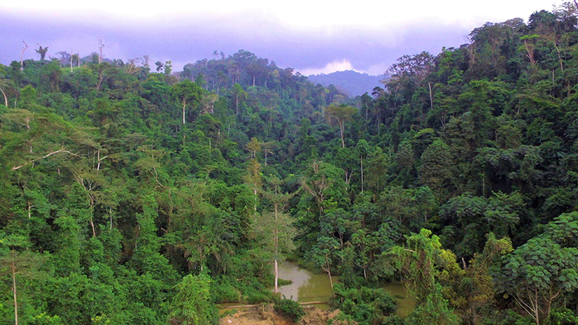 Atewa forest Ghana