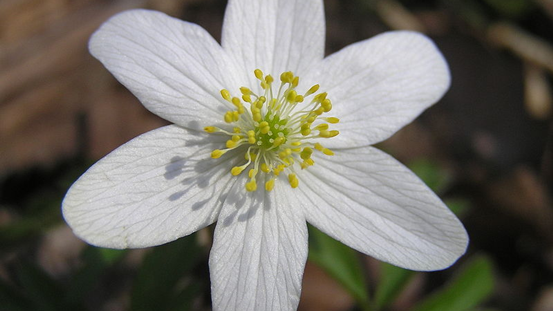 800px-Anemone_nemorosa1.jpg