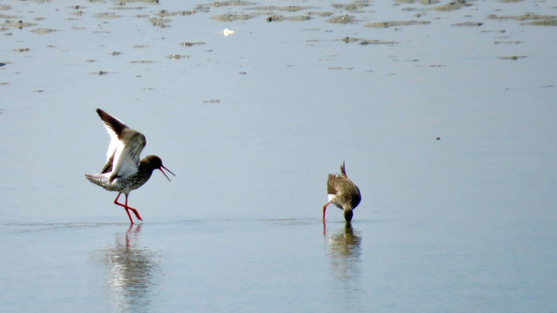 wadden_05.jpg